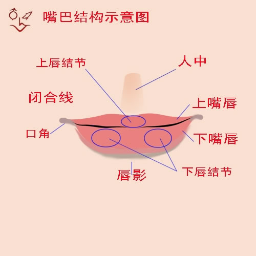 嘴唇外观明暗示意图嘴唇较写实画效果