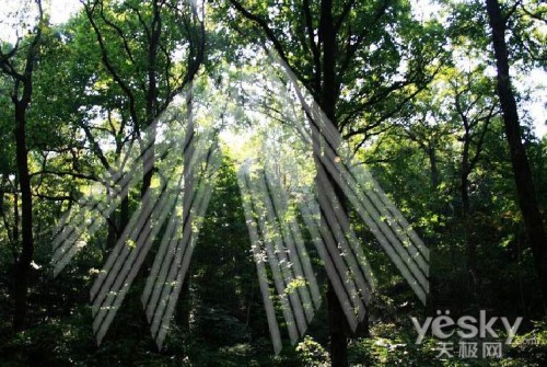 Photoshop CS5“模糊”滤镜效果探讨（制作阳光透过树林的光线效果为例）