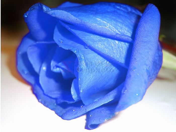Синие розы текст песни. Синие розы семена. Семена голубой розы. Голубые розы из бумаги.